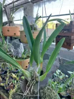 Encyclia Cordigera - Foto 2