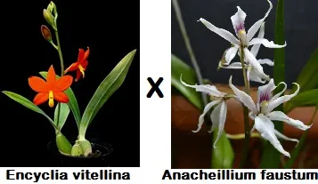 Encyclia Vitelina x Anacheillium Faustum