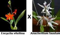 Encyclia Vitelina x Anacheillium Faustum