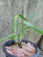 Encyclia Vitelina x Anacheillium Faustum - Foto 2