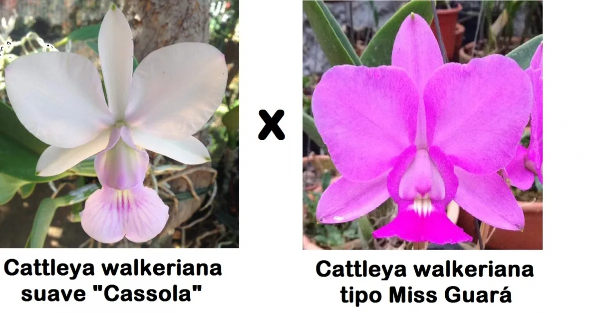 Cattleya walkeriana(suave “Cassola” x tipo “Miss Guará”)