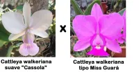 Cattleya walkeriana(suave “Cassola” x tipo “Miss Guará”)