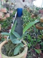 Cattleya walkeriana(suave “Cassola” x tipo “Miss Guará”) - Foto 2