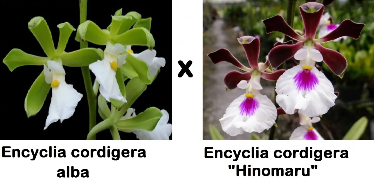 Encyclia cordigera (alba x “Hinomaru”)