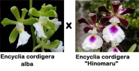 Encyclia cordigera (alba x “Hinomaru”)