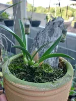 Encyclia cordigera (alba x “Hinomaru”) - Foto 2