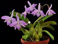 Laelia Fidelensis  