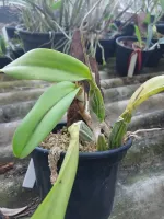 Laelia Fidelensis   - Foto 2