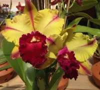 Brassolaeliocattleya Toshie Aoki - self