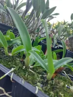 Brassolaeliocattleya Toshie Aoki - self - Foto 2