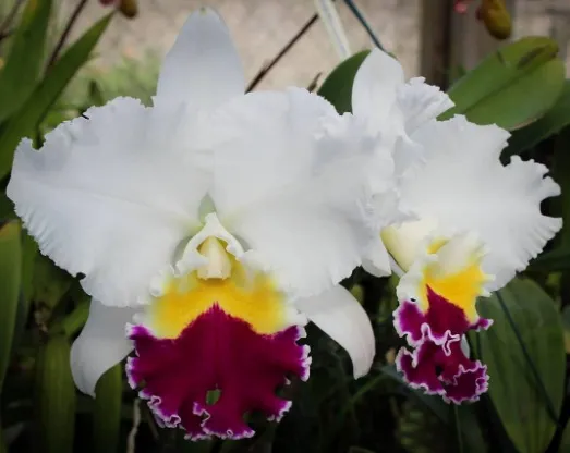 Lc. Mikkie Nagata
