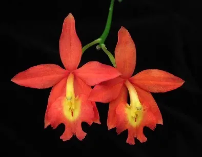 Epiphronitis Veitchii Imagem