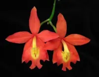 Epiphronitis Veitchii