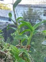 Epiphronitis Veitchii - Foto 2