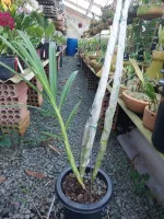 Cyrtopodium Gigas - Foto 2