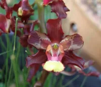 Cyrtopodium Parviflorum