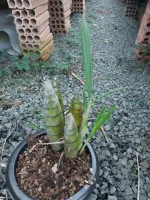 Cyrtopodium Parviflorum - Foto 2