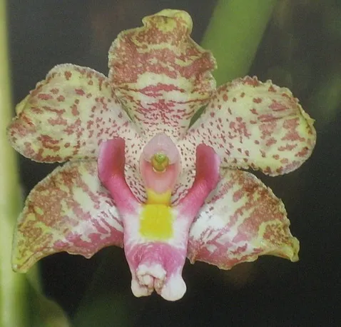 Cyrtopodium Cipoense