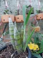Cyrtopodium Cipoense - Foto 2