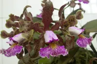 Cattleya Schilleriana
