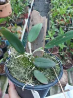 Cattleya Schilleriana - Foto 2