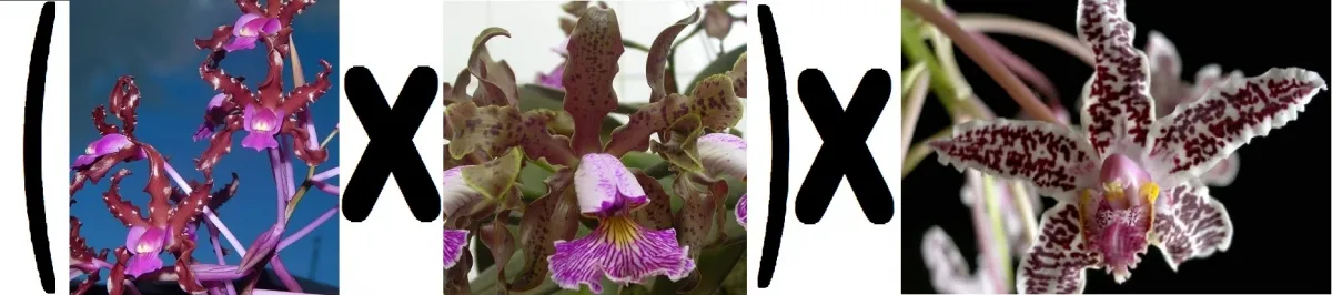 (Schomburgkia splendida x Cattleya schilleriana) x Schomburgkia lyonsii Imagem