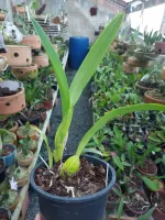 (Schomburgkia splendida x Cattleya schilleriana) x Schomburgkia lyonsii - Foto 2
