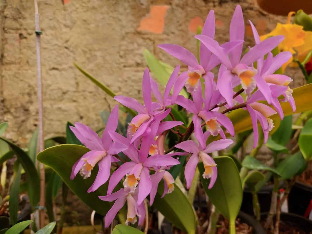 Cattleya harissoniana x Laelia Reginae 