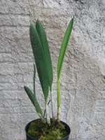 Cattleya harissoniana x Laelia Reginae  - Foto 2