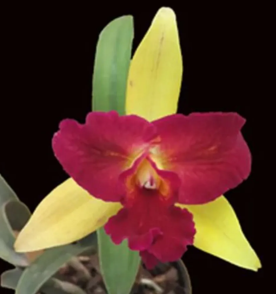 Lc. Nobile’s Confetti