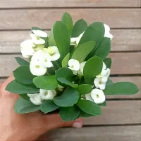 Euphorbia milii  Branca (planta compacta flor grande - vaso9) - Foto 2