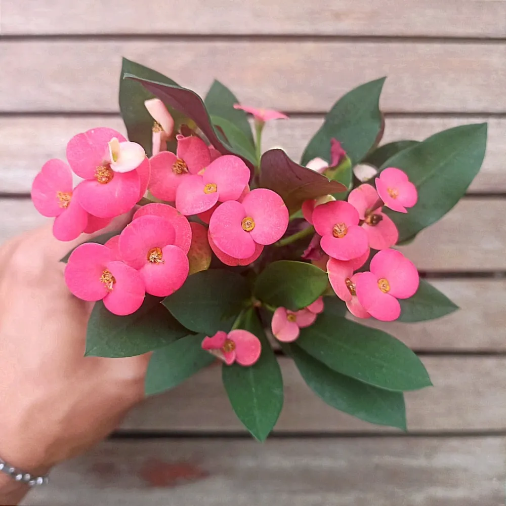 Euphorbia milii 