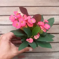 Euphorbia milii 'Goiaba' (Planta compacta flor grande - vaso9) - Foto 2