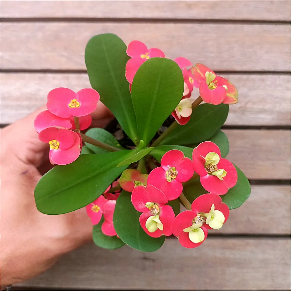 Euphorbia milii 