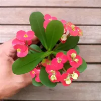 Euphorbia milii 'Vermelha c/ amarelo' (Planta compacta flor grande - vaso9)