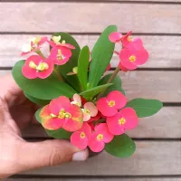 Euphorbia milii 'Vermelha c/ amarelo' (Planta compacta flor grande - vaso9) - Foto 2