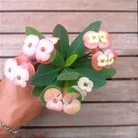Euphorbia milii 'Pêssego' (Planta compacta flor grande - vaso9)