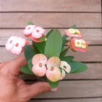 Euphorbia milii 'Pêssego' (Planta compacta flor grande - vaso9) - Foto 2