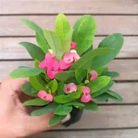 Euphorbia milii 'Pink' (Planta compacta flor grande - vaso9)