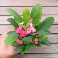 Euphorbia milii 'Pink' (Planta compacta flor grande - vaso9) - Foto 2