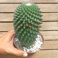 Mammillaria toluca G (vaso11)