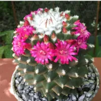 Mammillaria toluca G (vaso11) - Foto 2