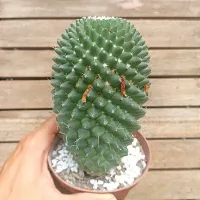 Mammillaria toluca G (vaso11) - Foto 3