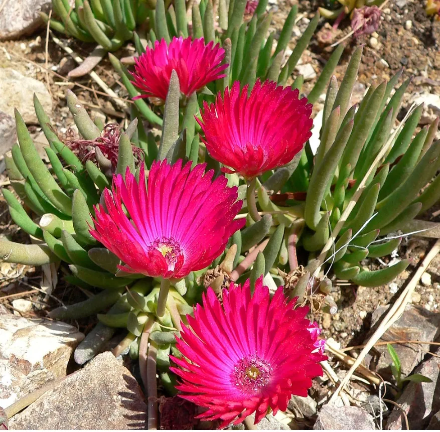 Cephalophyllum framesii (vaso7)