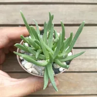 Cephalophyllum framesii (vaso7) - Foto 2