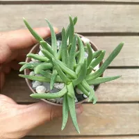 Cephalophyllum framesii (vaso7) - Foto 3