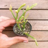 Rhipsalis sp. (Vaso6)