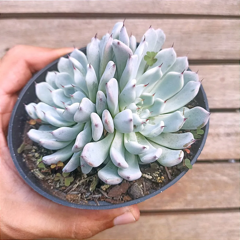 Echeveria cuspidata v. gemula (única - vaso11) Imagem