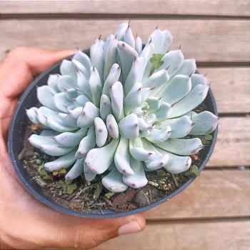 Echeveria cuspidata v. gemula (única - vaso11)