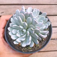 Echeveria cuspidata v. gemula (única - vaso11) - Foto 2